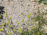 Alyssum sinuatum 2, Saxifraga-Jasenka Topic