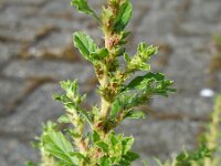Amaranthus albus 10, Witte amarant, Saxifraga-Ed Stikvoort