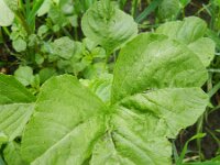 Amaranthus blitum 13, Kleine majer, Saxifraga-Rutger Barendse
