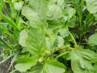 Amaranthus blitum 14, Kleine majer, Saxifraga-Rutger Barendse