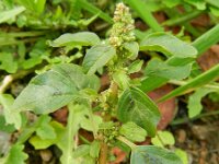 Amaranthus blitum 15, Kleine majer, Saxifraga-Rutger Barendse