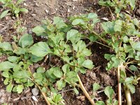 Amaranthus blitum 17, Kleine majer, Saxifraga-Peter Meininger