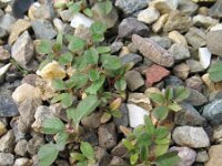 Amaranthus blitum 3, Kleine majer, Saxifraga-Rutger Barendse