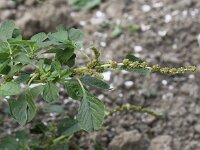 Amaranthus blitum 5, Kleine majer, Saxifraga-Peter Meininger