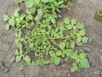 Amaranthus blitum 7, Kleine majer, Saxifraga-Rutger Barendse