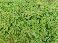 Amaranthus blitum 8, Kleine majer, Saxifraga-Rutger Barendse