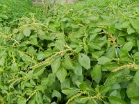 Amaranthus blitum 9, Kleine majer, Saxifraga-Rutger Barendse