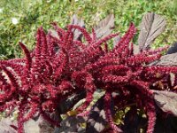 Amaranthus cruentus