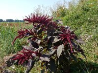 Amaranthus cruentus 3, Olifantsamarant, Saxifraga-Peter Meininger