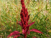 Amaranthus cruentus 4, Olifantsamarant, Saxifraga-Ed Stikvoort