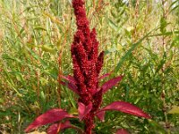 Amaranthus cruentus 4, Saxifraga-Ed Stikvoort