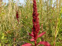 Amaranthus cruentus 5, Olifantsamarant, Saxifraga-Ed Stikvoort