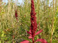Amaranthus cruentus 5, Saxifraga-Ed Stikvoort