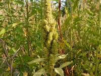 Amaranthus cruentus 6, Olifantsamarant, Saxifraga-Ed Stikvoort