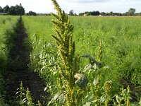 Amaranthus hybridus ssp bouchonii  9, Franse amarant, Saxifraga-Rutger Barendse