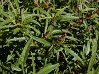 Amaranthus muricatus 10, Saxifraga-Ed Stikvoort