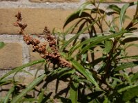 Amaranthus muricatus 5, Saxifraga-Ed Stikvoort