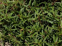 Amaranthus muricatus 7, Saxifraga-Ed Stikvoort