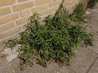 Amaranthus muricatus 8, Saxifraga-Ed Stikvoort