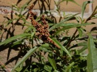 Amaranthus muricatus 9, Saxifraga-Ed Stikvoort