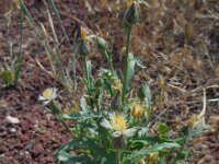 Amberboa turanica 2, Saxifraga-Ed Stikvoort