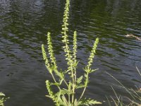 Ambrosia coronopifolia 2, Saxifraga-Rutger barendse