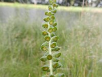 Ambrosia coronopifolia 5, Saxifraga-Rutger barendse