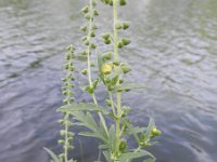Ambrosia coronopifolia 8, Saxifraga-Rutger barendse