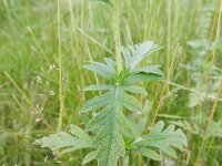 Ambrosia psilostachya 18, Zandambrosia, Saxifraga-Rutger Barendse