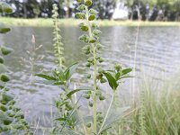 Ambrosia psilostachya 20, Zandambrosia, Saxifraga-Rutger Barendse