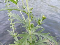 Ambrosia psilostachya 23, Zandambrosia, Saxifraga-Rutger Barendse