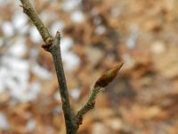 Amelanchier lamarckii 6, Amerikaans krentenboompje, Saxifraga-Rutger Barendse