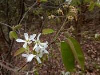 Amelanchier lamarckii 18, Amerikaans krentenboompje, Saxifraga-Ed Stikvoort