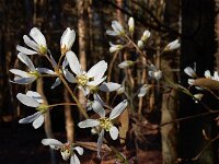 Amelanchier lamarckii 2, Amerikaans krentenboompje, Saxifraga-Ed Stikvoort