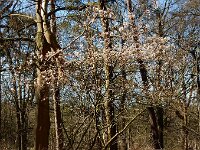 Amelanchier lamarckii 20, Amerikaans krentenboompje, Saxifraga-Ed Stikvoort