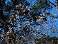 Amelanchier lamarckii 22, Amerikaans krentenboompje, Saxifraga-Ed Stikvoort