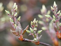 Amelanchier lamarckii 24, Amerikaans krentenboompje, Saxifraga-Tom Heijnen