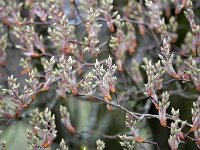 Amelanchier lamarckii 25, Amerikaans krentenboompje, Saxifraga-Tom Heijnen
