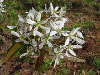 Amelanchier lamarckii 26, Amerikaans krentenboompje, Saxifraga-Hans Grotenhuis