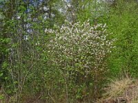 Amelanchier lamarckii 27, Amerikaans krentenboompje, Saxifraga-Hans Grotenhuis