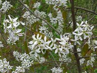 Amelanchier lamarckii 28, Amerikaans krentenboompje, Saxifraga-Hans Grotenhuis