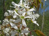 Amelanchier lamarckii 29, Amerikaans krentenboompje, Saxifraga-Hans Grotenhuis