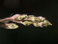 Amelanchier lamarckii 31, Amerikaans krentenboompje, Saxifraga-Jan van der Straaten
