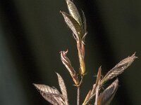 Amelanchier lamarckii 32, Amerikaans krentenboompje, Saxifraga-Jan van der Straaten