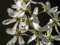 Amelanchier lamarckii 33, Amerikaans krentenboompje, Saxifraga-Jan van der Straaten