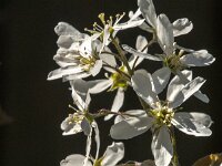 Amelanchier lamarckii 34, Amerikaans krentenboompje, Saxifraga-Jan van der Straaten