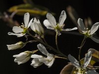 Amelanchier lamarckii 35, Amerikaans krentenboompje, Saxifraga-Jan van der Straaten