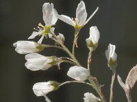 Amelanchier lamarckii 36, Amerikaans krentenboompje, Saxifraga-Jan van der Straaten