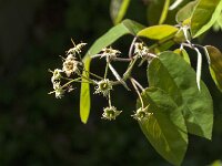 Amelanchier lamarckii 37, Amerikaans krentenboompje, Saxifraga-Jan van der Straaten