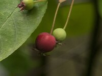 Amelanchier lamarckii 38, Amerikaans krentenboompje, Saxifraga-Jan van der Straaten